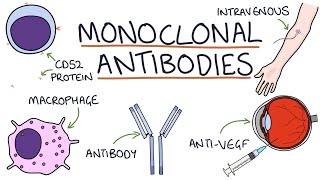 How do monoclonal antibodies work Rituximab infliximab adalimumab and others [upl. by Margreta]