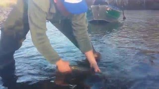 Humptulips River Wild Steelhead Release [upl. by Elihu829]