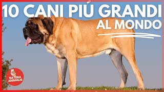 Le 10 RAZZE di CANI piu GRANDI al MONDO 🐶🙌  Incredibile 💯 [upl. by Naenaj975]