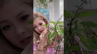 grown Herbs Thai basil with Kangen Beauty Water 60pH [upl. by Niamjneb]