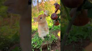 Rabbit eating figs Cute pet debut plan Rabbit Pastoral cute pet [upl. by Vola]