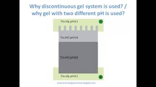 효린세스X생화실조교 How to SDSPAGE  principle→making→GE→coomassie staining  vs native protein gel [upl. by Jamie369]