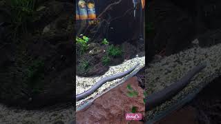 Aquatic Caecilian si perenang ulung aquarium snake binatang animals shortvideo fyp [upl. by Tnek]