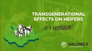 TRADILIN® brings transgenerational effects on heifers this is unique – Valorex [upl. by Hanonew]