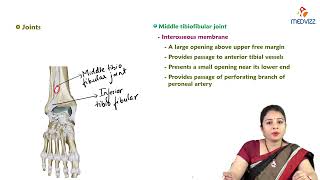 17 Tibiofibular Joint  Anatomy  MBBS Lecture [upl. by Nueoht]