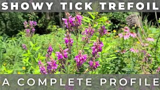 Showy Tick Trefoil  Native Plant Profile [upl. by Bambie411]