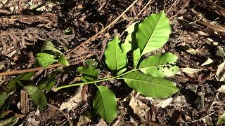 Kohekohe Dysoxylum spectabile identification [upl. by Cindelyn24]