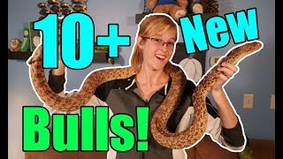 Meet our New Bullsnake Morphs [upl. by Cornel]