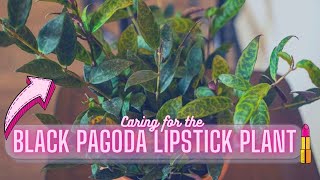 Black Pagoda Lipstick Plant Aeschynanthus longicaulis Houseplant Care Guide [upl. by Yebloc715]