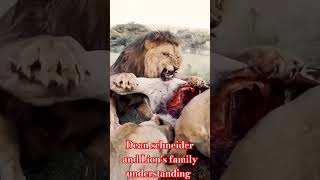 dean schneider and Lions family love each other viral lion trend lionking king wildlife duet [upl. by Yorztif]