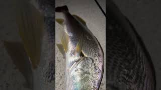 Mulloway jewfish caught on soft plastics mulloway fishing fish australia fishinglife [upl. by Felicia]