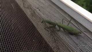 Bearded Dragon Eats Praying Mantis [upl. by Chick]