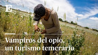 Reportaje La fiebre de la búsqueda de opio en los campos de Castilla La Mancha  EL PAÍS [upl. by Shaylah668]