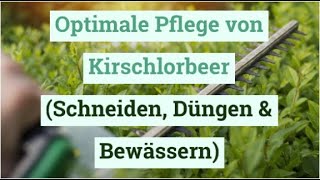 Optimale Pflege von Kirschlorbeer Schneiden Düngen amp Bewässern [upl. by Ethan]