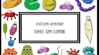 Schistosoma Haematobium [upl. by Nwahsear]