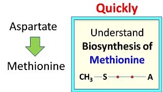 Methionine biosynthesis [upl. by Uos]