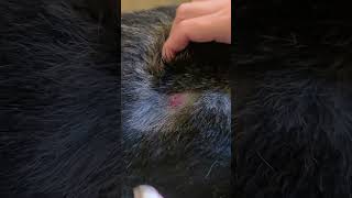 Dog cyst extraction [upl. by Nutsud]