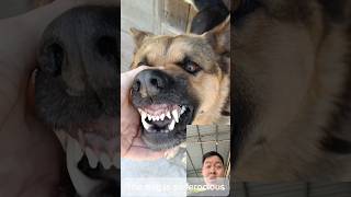 The dog is so ferociousgermanshepherd malinois pets dogtraining [upl. by Kean488]