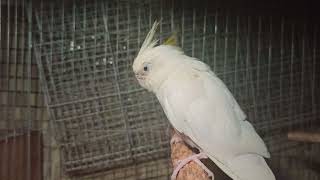 Cockatiel Lovers 🦜  Albino White Cockatiel Grey amp Pearl Pied Cockatiel Calopsitasmansa [upl. by Nawyt]