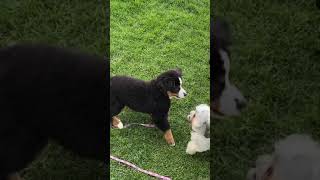 Bernese Mountain Dog Puppy Wants to Play Aww Cmon [upl. by How]