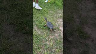 Chelydra SerpentinaCommon Snapping turtles 2 at once feed [upl. by Keane]