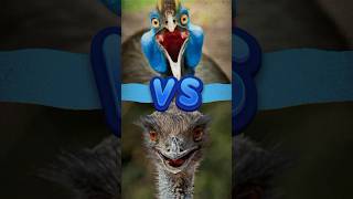 Cassowary vs Emu🤯 Who Do You Got Winning cassowary animalfacts birdlovers [upl. by Akcirre]