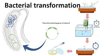 Bacterial transformation [upl. by Ahasuerus743]