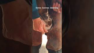 horse hooves cleaning horse hoof satisfying horsehoof tips asmr [upl. by Gibun]