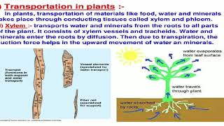 Transportation in plants  chapter 6 revision class 10 science NCERT [upl. by Akkeber]