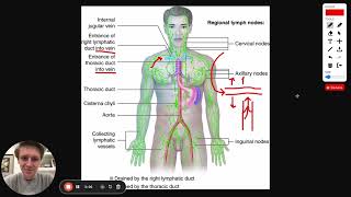 MCAT Question of the Day The Lymphatic System [upl. by Euqinaj]