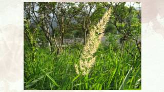 Вейник наземный или низкий Calamagrostis epigeios [upl. by Shore]