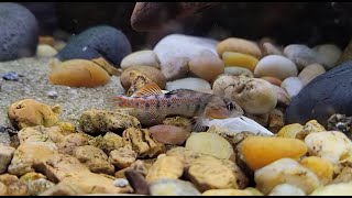 etheostoma kantuckeense Highland Rim darter [upl. by Wilbur]