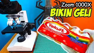 MILYARAN KEHIDUPAN BAKTERI BAIK PADA YAKULT  ZOOM 1000X MICROSCOPE [upl. by Phila222]