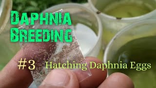 Daphnia Culture made simple and easy 3  Hatching Daphnia eggs [upl. by Nel997]