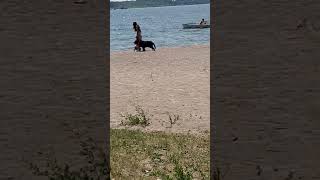 Beach vibes  Dog beach days  best days one paw print at a time [upl. by Katonah]