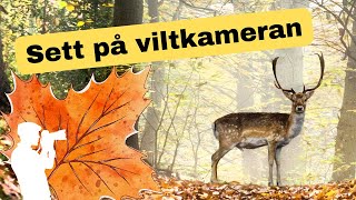 Trevligt viltbesök i höstsolen [upl. by Valentine490]