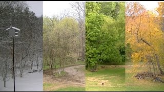 Winter Spring Summer Fall  Seasonal Transition Timelapse [upl. by Ecniv669]