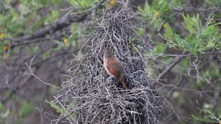 Chestnutbacked Thornbird Phacellodomus dorsalis [upl. by Mindy]