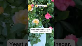 Tips for keeping plants healthyshortsfeed plants planting plantcare farming fruit shorts [upl. by Babcock547]