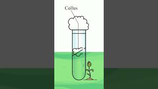 Tissue culture  Steps in plant tissue culture  callus culture informationwithnitinbhoye shorts [upl. by Siegfried]