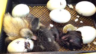 Watch baby duckling hatch [upl. by Janina]