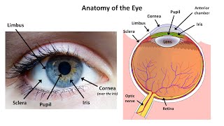 An Approach to a Red Eye [upl. by Otokam]