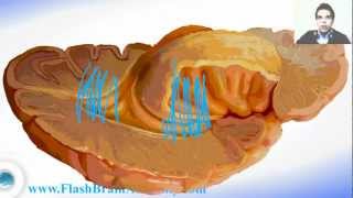 Lateral Ventricle and Insule  Brain Anatomy [upl. by Charron]