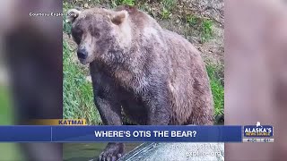 Where’s Otis the bear Fans of Katmai cam bruin are concerned [upl. by Colver662]