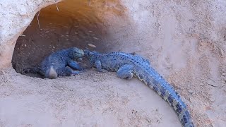 Komodo Dragon Fighting with Crocodile Protecting Eggs [upl. by Thun350]