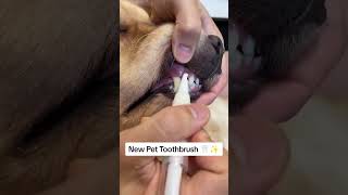 Easy Pet Teeth Cleaning Get the Pet Toothbrush for Fresh Breath amp Healthy SmilePawPalPetsPetCare [upl. by Onek998]