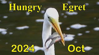 Fishing Egret  Oct 2024 [upl. by Yebot]