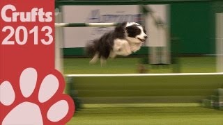 Agility  Crufts Large Novice and Medium ABC  Crufts 2013 [upl. by Llevel]