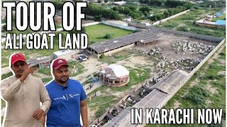 FULL TOUR OF ALI GOAT LAND  KARACHI MAI BHE CHAMBAR WALI FEEL 😍 MASHAALLAH [upl. by Assirt851]