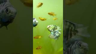 Polar Parrot and Jewel Cichlids Frys growth❤️🔥fish cichlid jewelcichlids shorts fishbreeding [upl. by Pember]